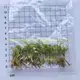Variegated Arrowhead Plant - Guaranteed Quality 1