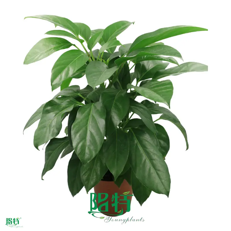 High Quality Schefflera Young Plants - Best Price Available! 1