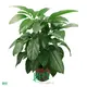 High Quality Schefflera Young Plants - Best Price Available! 1