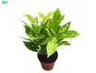 Tech-Enhanced Codiaeum Variegatum Ryusei Bonsai Tray - Winter Tolerant Plants 1