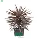 Rare Purple Giant Cordyline: Hardy, Exotic, Beautiful 1