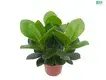 Clusia Rosea: Aesthetic & Functional Wholesale Nursery Plants 1