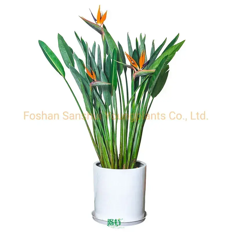 Strelitzia Reginae White Flowers Tray Plant - Foshan Youngplants Main Variety 1