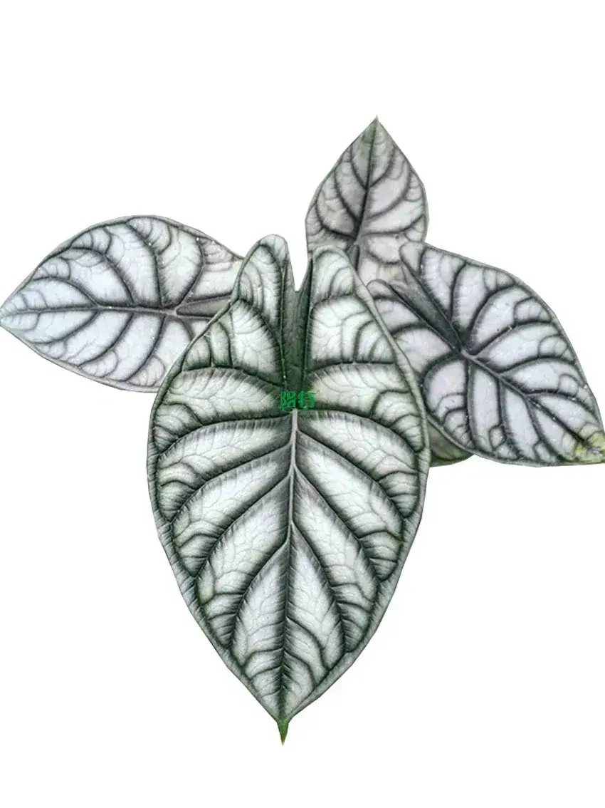 Alocasia Silver Dragon Live Plantlets - Wholesale Import Export 1