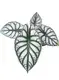 Alocasia Silver Dragon Live Plantlets - Wholesale Import Export 1