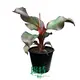 Red Abyssinian Banana Plant - Fast Growing Tropical Ornamental 1