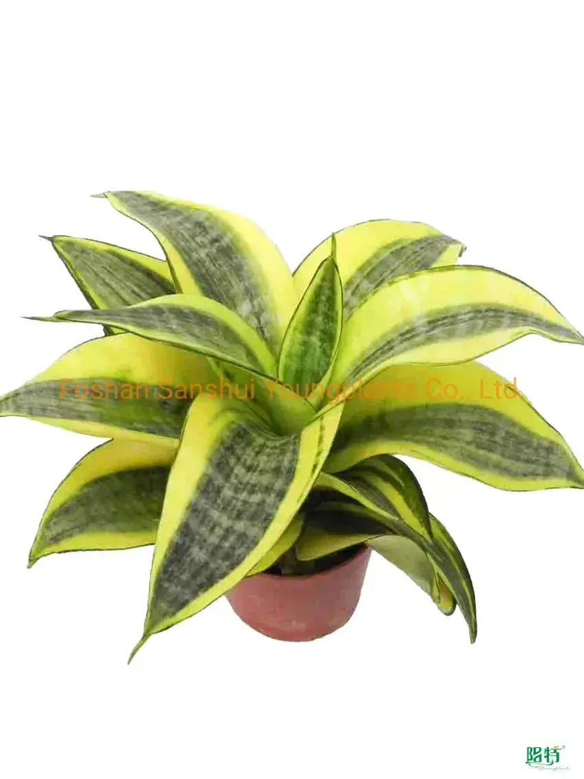Sansevieria Golden Hahnii Bonsai: Efficient Tech Upgrade 1