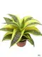 Sansevieria Golden Hahnii Bonsai: Efficient Tech Upgrade 1