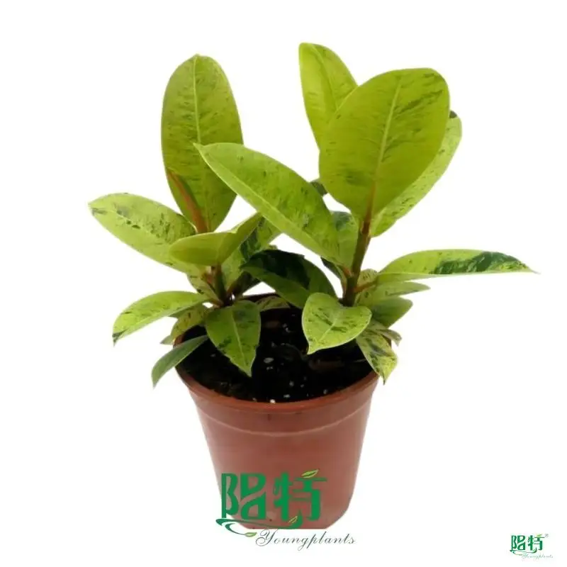 Ficus Shivereana: Rare Light Green Foliage
 1