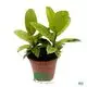 Ficus Shivereana: Rare Light Green Foliage
 1