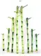 Straight Lucky Bamboo 20cm Wholesale for Flower & Gardening Plant 1