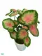Caladium Pink Lady: Premium Quality Propagation Plant 1