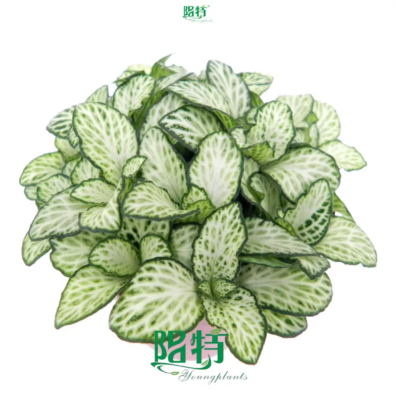 Fittonia Snow Anne Indoor Plants: Enhanced Quality 1