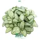 Fittonia Snow Anne Indoor Plants: Enhanced Quality 1