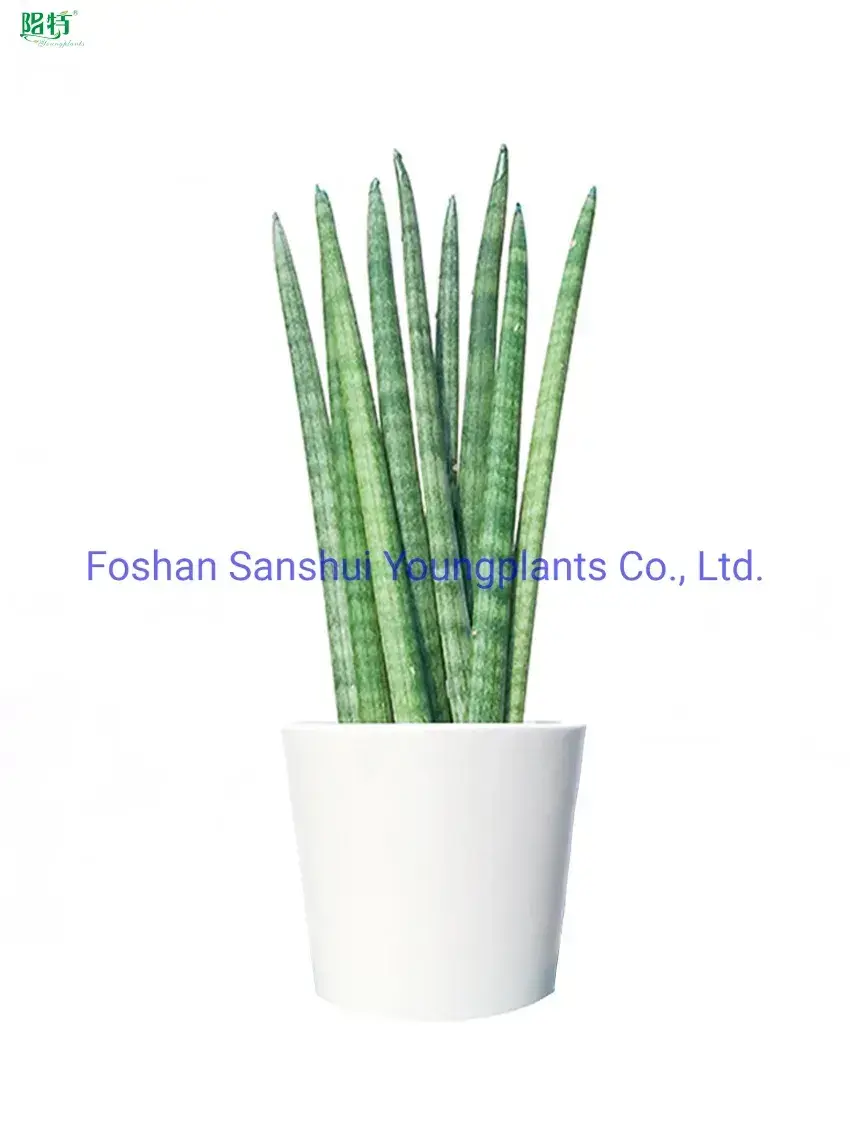Sansevieria Stuckyi Bonsai: Upgraded Technology, Enhanced Performance 1