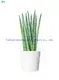 Sansevieria Stuckyi Bonsai: Upgraded Technology, Enhanced Performance 1