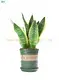 Efficiently crafted Sansevieria Compacta Wholesale Bonsai 1