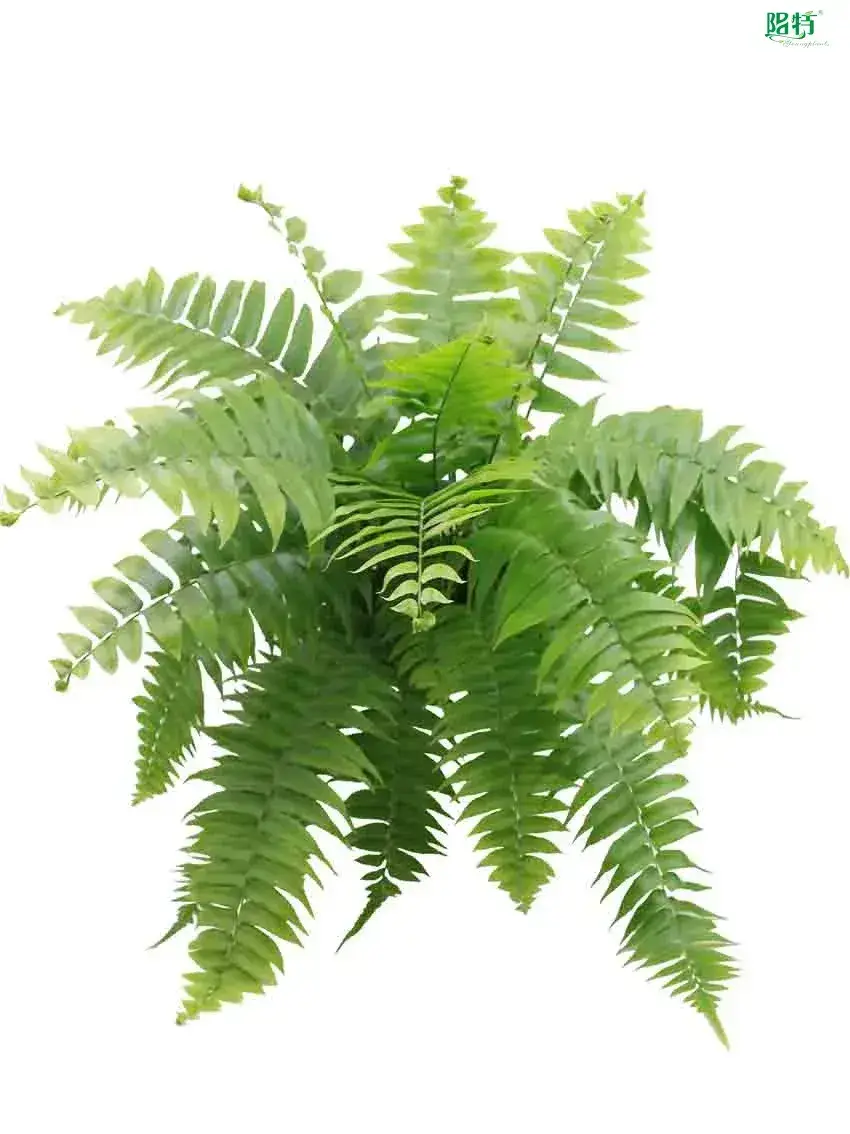 High-Efficiency Tree Fern Tissue Culture Tray - For Flower & Gardening Plant 1
