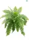 High-Efficiency Tree Fern Tissue Culture Tray - For Flower & Gardening Plant 1