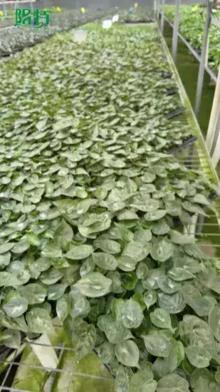 Natural Live Alocasia Wentii Plantlets - Wholesale From China 1