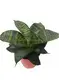 Sansevieria Harnii Bonsai - Top Quality Wholesale Plant 1