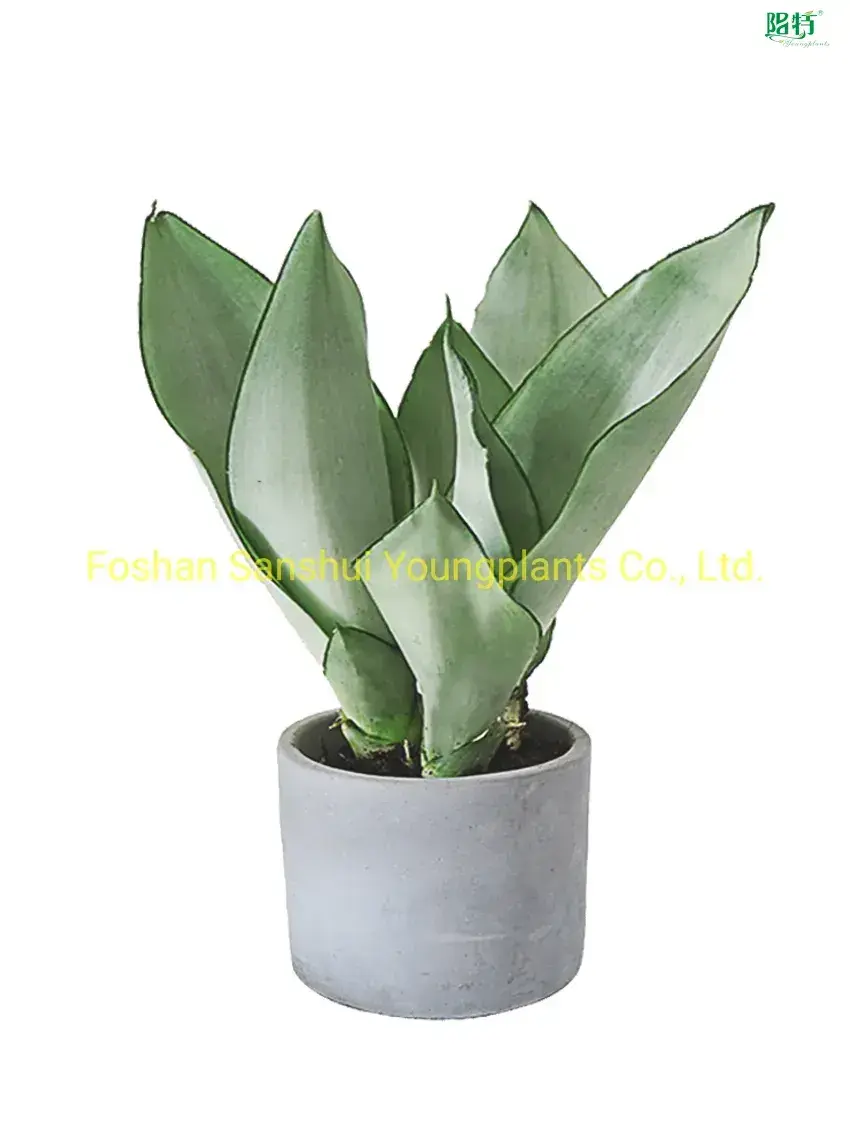 Sansevieria Silver Harnii Bonsai - High Quality Indoor Outdoor Live Plant 1