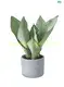 Sansevieria Silver Harnii Bonsai - High Quality Indoor Outdoor Live Plant 1