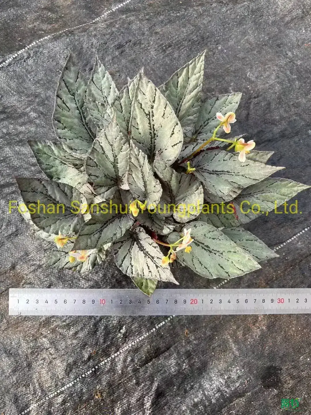 Begonia Rex Arctic Breeze: Imported from China 1