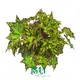 Begonia Wholesale: Colorful Perennial Plants for Ornamental Gardens 1