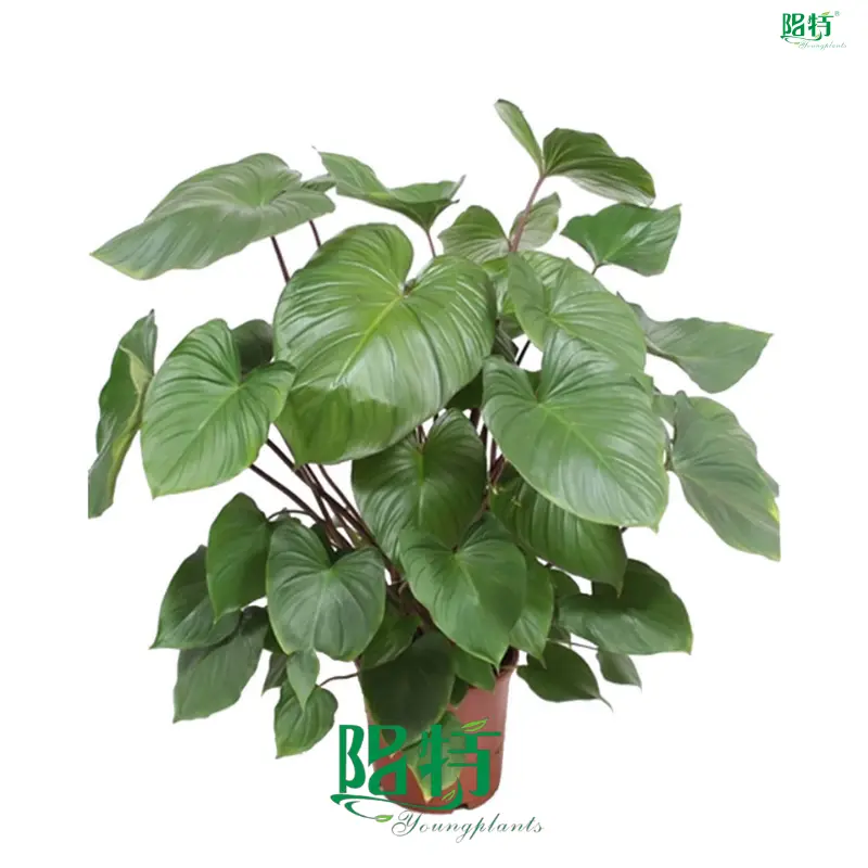 Homalomena Tissue Culture Plants Wholesale 1
