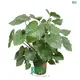 Homalomena Tissue Culture Plants Wholesale 1