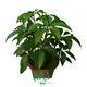 High-Tech Schefflera Tupidanthus Calyptratus Plants Wholesale Export 1