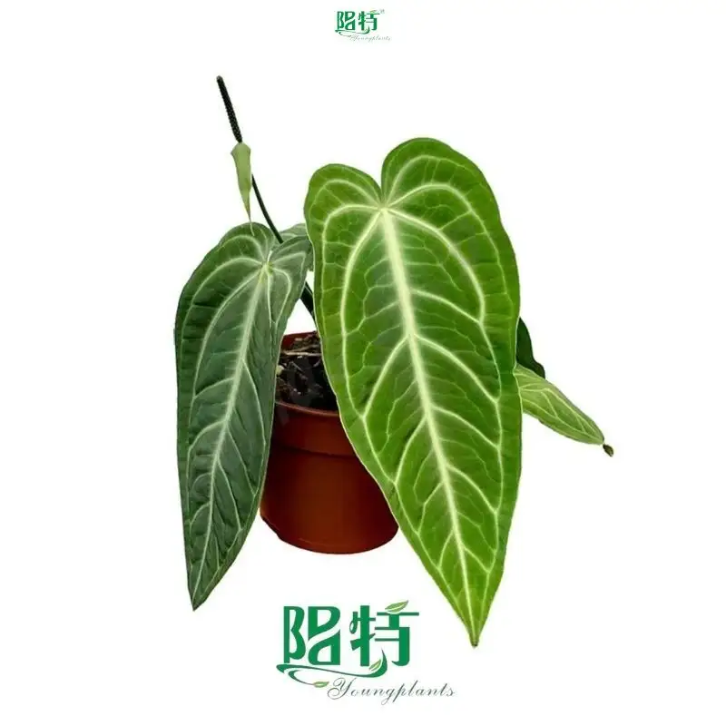Anthurium villenaorum Tissue Culture Plants - High Quality Supplier 1