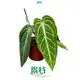 Anthurium villenaorum Tissue Culture Plants - High Quality Supplier 1