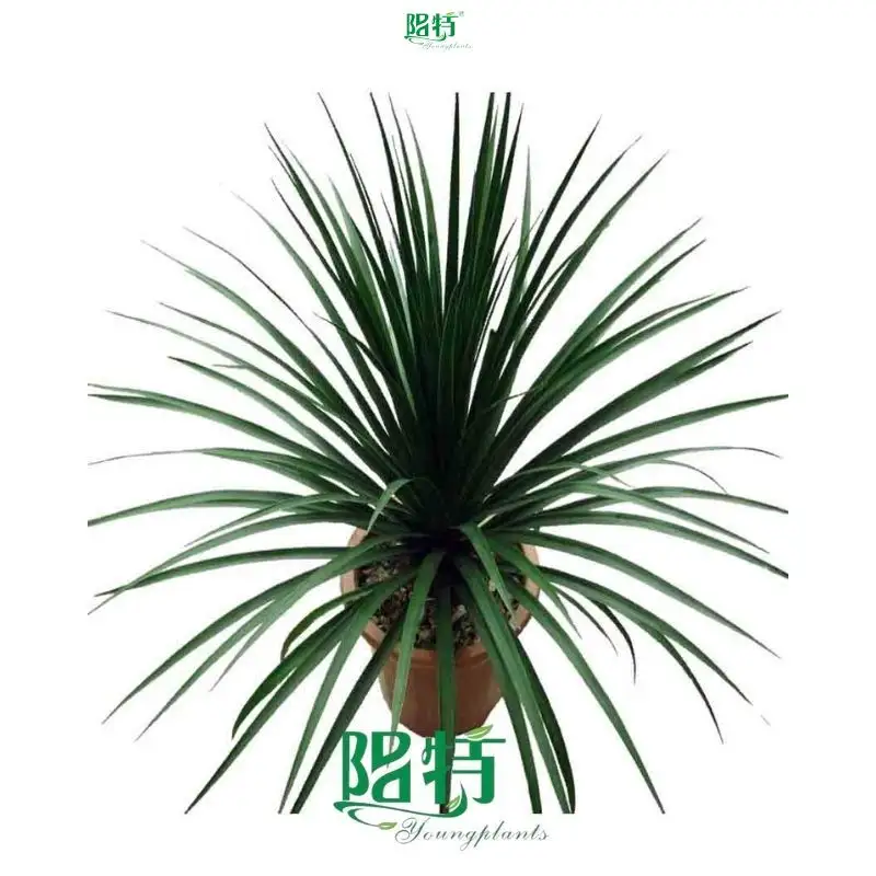 Dracaena Gold Cord Natural Tray Plants - Wholesale From China 1
