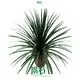 Dracaena Gold Cord Natural Tray Plants - Wholesale From China 1