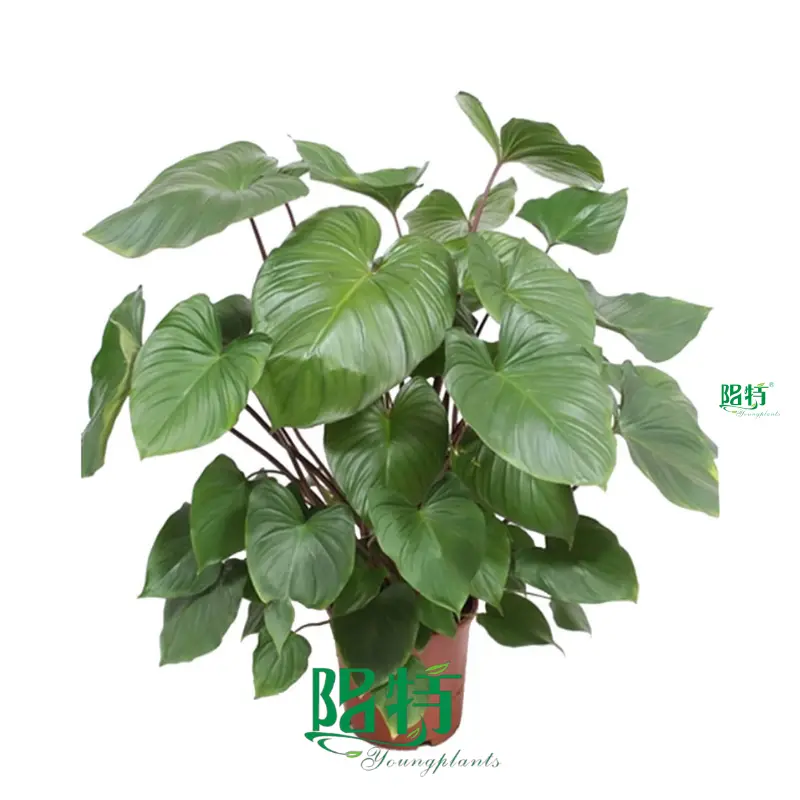 Homalomena Tissue Culture Tray Plant Wholesale - High Quality & Affordable 1