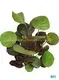 Wholesale Coccoloba Uvifera from China's Top Plant Nursery 1