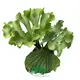 Round Platycerium Ridleyi Fern - Unique, Compact, and Striking 1
