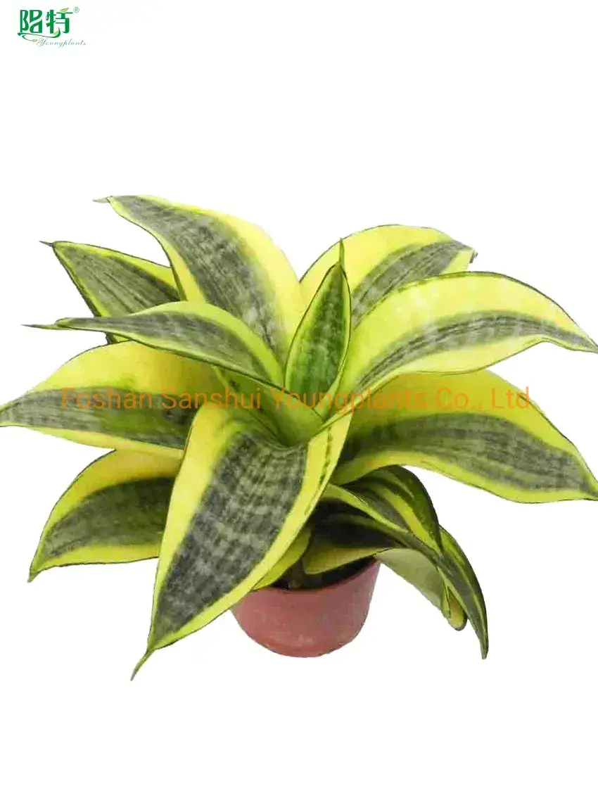 Sansevieria Golden Hahnii Bonsai - Efficient Manufacturing for Flower & Gardening Plant 1