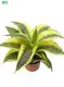 Sansevieria Golden Hahnii Bonsai - Efficient Manufacturing for Flower & Gardening Plant 1