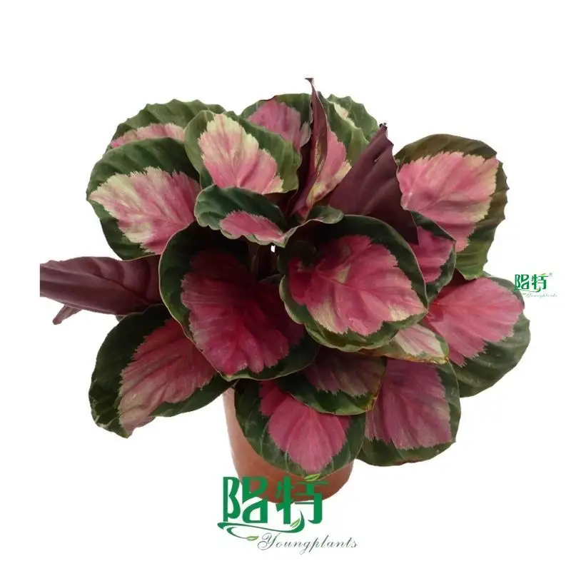 Calathea Tray Plants - Top Quality Prayer Plants 1