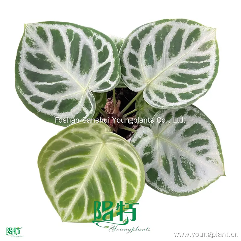 Anthurium 'Dorayaki' Seedling- Exotic Heart-shaped Foliage 1