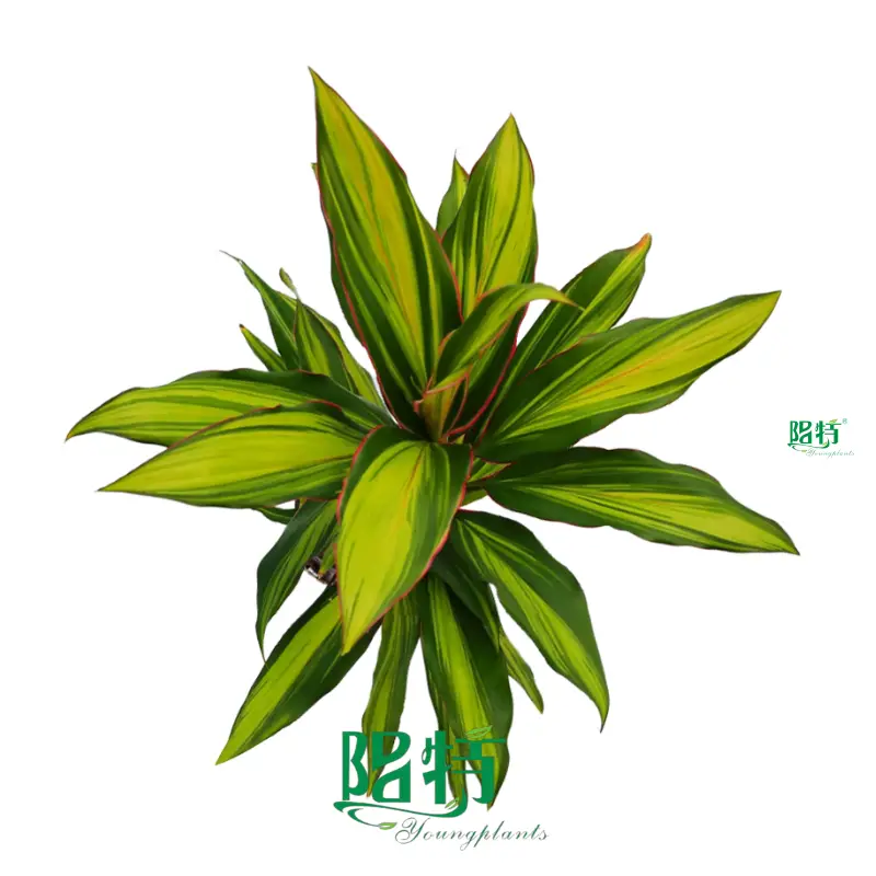 'Cordyline 'Kiwi' - Colorful &amp; Easy Care' 1