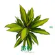 'Cordyline 'Kiwi' - Colorful &amp; Easy Care' 1
