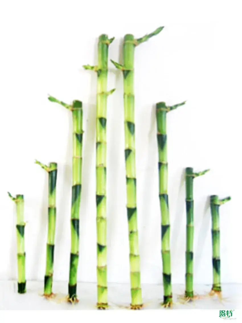 Straight Lucky Bamboo 20cm - Wholesale Import for Flower & Gardening Plants 1