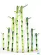 Straight Lucky Bamboo 20cm - Wholesale Import for Flower & Gardening Plants 1
