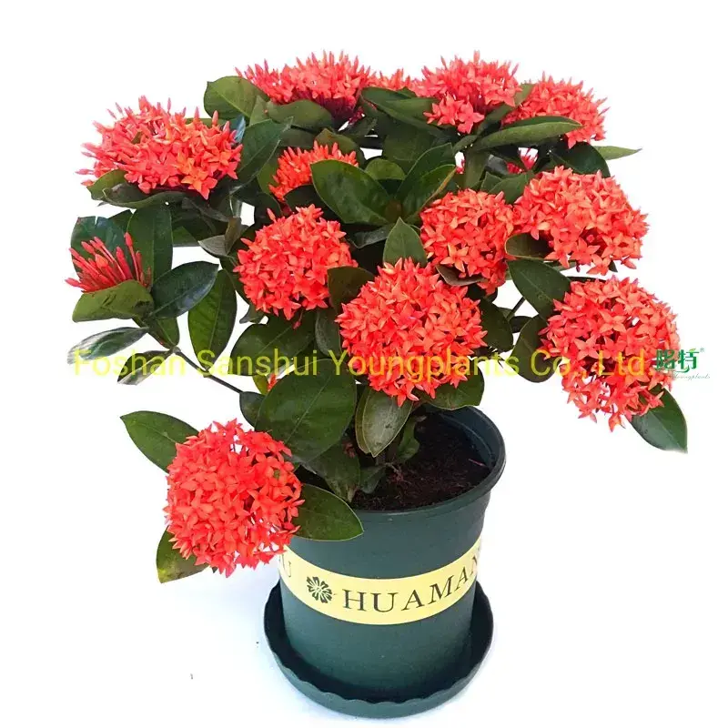 Certified Ixora Chinensis Bonsai - Customizable & Wholesale 1
