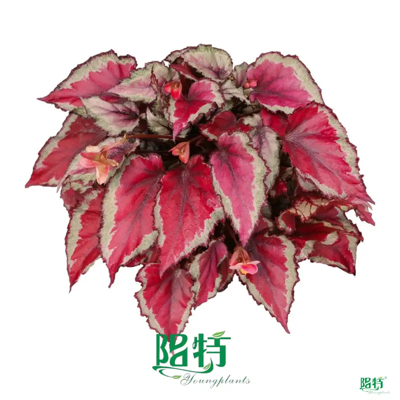 Colorful Begonia Houseplants: High Quality & Rich Varieties 1