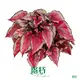 Colorful Begonia Houseplants: High Quality & Rich Varieties 1
